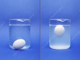 egg sinking and floating stock image