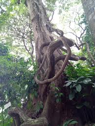 Image result for Pleioceras gilletii