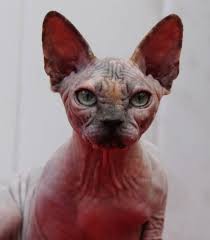 Find siamese kittens for sale. Http Sphynx Us Com Images 560 Img 2664 Jpg Hairless Cat Cat Adoption Devon Rex Kittens