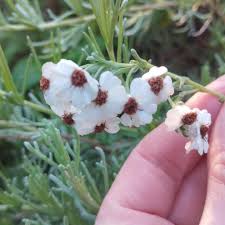 Image result for Eriocephalus