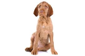 Our vizslas have great conformation, are wonderful companions and have an incredible drive to hunt! Wirehaired Vizsla Puppies For Sale Akc Puppyfinder