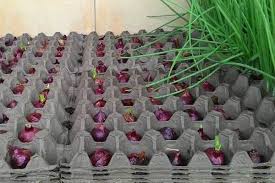 5 Cara Menanam Bawang Merah Sendiri Di Rumah Bisa Pakai Media Botol Atau Bahkan Tanpa Tanah
