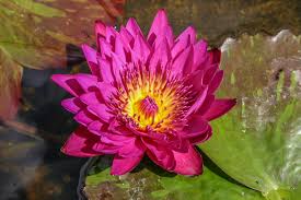 Image result for Nymphaea