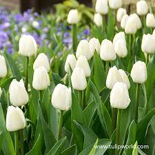 Royal Virgin Triumph Tulip In 2020 Bulb Flowers Planting Bulbs Spring Plants