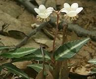 Image result for Vincetoxicum apiculatum
