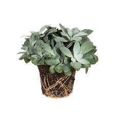 Image result for Senecio hochstetteri