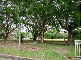By afiq83 in types > government & politics. Growing Forests A Doable Venture The Star