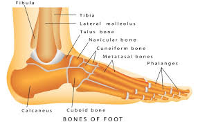 License image the bones of the leg are the femur, tibia, fibula and patella. Diagram Ankle Foot Bones Diagram Full Version Hd Quality Bones Diagram Diagramlayout Chiesamadregangi It