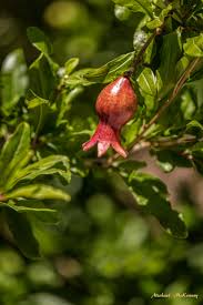 Maybe you would like to learn more about one of these? How To Grow Pomegranate Trees From Seeds Or Cuttings Dengarden