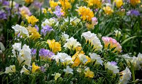 Image result for Freesia grandiflora