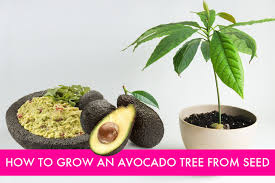 how to grow an avocado tree from seed