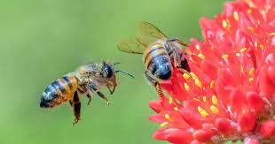 After copious, copious amounts of research, we have come up with a list of flowering plants that our bees love, can be. Starting Patch From Scratch Scotts Australia