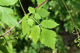 Image result for Cardiospermum grandiflorum