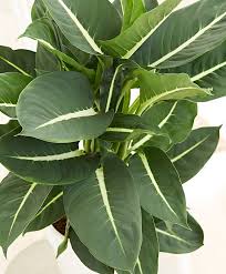 Dieffenbachia Green Magic Green Magic Plants Indoor Plants