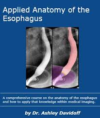 Image result for esophagus