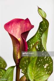 Stock Photo Zantedeschia Flower Common Names Arum Lily Calla And Calla Lily Arum Lily Zantedeschia Calla Lily