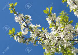 Nomi, caratteristiche e tante altre curiosità interessanti. Immagini Stock Rami Degli Alberi Di Mele Con Fiori Bianchi Piu Blu Cielo Closeup Image 13500472
