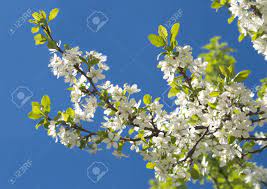 Fiori bianchi della sorgente su una filiale di albero. Albero Con Fiori Bianchi