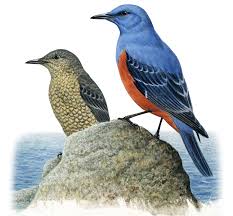 イソヒヨドリ｜日本の鳥百科｜サントリーの愛鳥活動