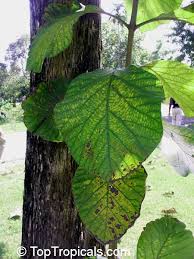 Image result for Tectona