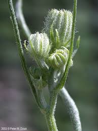 Image result for Crepis newii