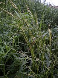 Image result for Hemarthria