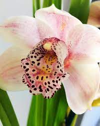 Cymbidium Orchid Gift Box Cymbidiumorchids Orchids Gift Giftbox Samedaydelivery Melbourneflowers Melbou Cymbidium Orchids Flower Delivery Orchids
