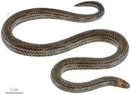 Image result for Atractus zgap