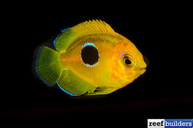 Check spelling or type a new query. Captive Bred Rock Beauty Bali Aquarich Strikes Again Reef Builders The Reef And Saltwater Aquarium Blog