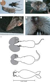 His love for dogs led him to massachusetts in the 80s as a greyhound dog trainer and caretaker. The Neurobiology Of Etruscan Shrew Active Touch Abstract Europe Pmc