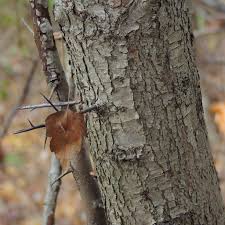 ▲ tree with heavy fruit load in fall. Washington Hawthorn Trees Of St John Fisher College Inaturalist