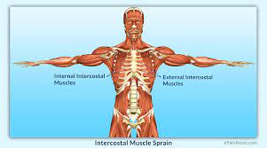 Strengthening your back and abdominal muscles can help align your rib cage and improve breathing. Intercostal Muscle Sprain Causes Symptoms Diagnosis Treatment Conservative Medications