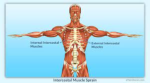 Muscles that move the rib cage attach to the rib cage. Intercostal Muscle Sprain Causes Symptoms Diagnosis Treatment Conservative Medications