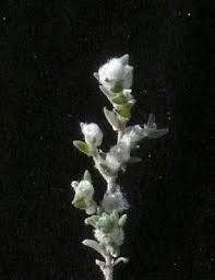 Image result for Sclerocroton