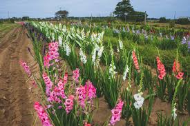 Image result for Gladiolus serapiiflorus