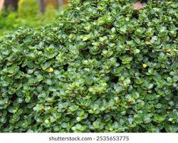 Image result for Fuirena microcarpa