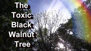 We did not find results for: The Toxic Black Walnut Tree Which Plants Die Or Survive My Personal Garden Examples Youtube