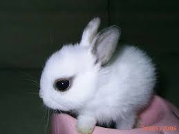 Well you're in luck, because here they come. Bunny Rabbits For Sale