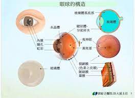 現代人10個中8個有飛蚊症你知道飛蚊症不能做這些事嗎 聯合新聞網 最懂你的新聞網站 21st story