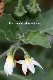 Image result for Solanum villosum