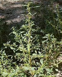 Image result for Amaranthus graecizans