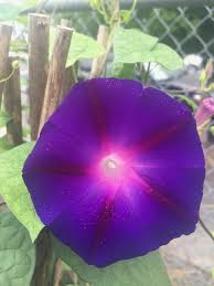 Image result for Ipomoea sinensis