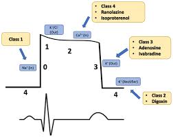 Image result for Ventricular Fibrillation Management in the Adult