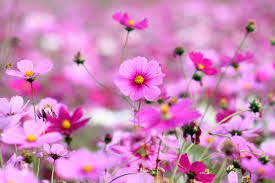 Toggle from right to left on the lower part of your iphone screen to reveal the use as wallpaper option. 3000x2000 Desktop Wallpaper Hd Full Screen Nature Stepwallpaper Com Source Purple Flowers Wallpaper Pink Flowers Wallpaper Best Flower Wallpaper