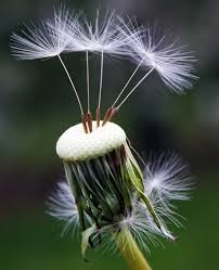On page 388 of mockingjay, katniss tells how she and peeta grow back together and goes on to say that peeta represent the dandelion in the spring. Sassy Symbolic Dandelion Meanings On Whats Your Sign