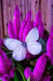 Noch Mehr Tolle Bilder Diy S Scrapbookingideen Und Findet Ihr Bei Www Scrapmemories De Ich Freu Mi Weisser Schmetterling Schmetterlingsbilder Lila Blumen