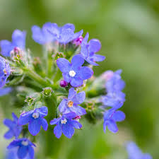 Image result for Anchusa capensis