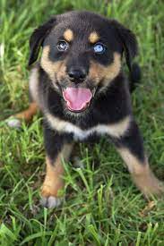 How do rottweiler husky mix look like and what is his personality? Do You Want A Dog Follow This Advice Visit The Image Link For More Details Dogscutest Rottweiler Puppies Happy Dogs Rottweiler