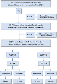 flowchart for enrollment of hyperthyroid cats into study