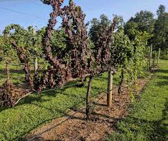 Image result for Grapevine leafroll virus
